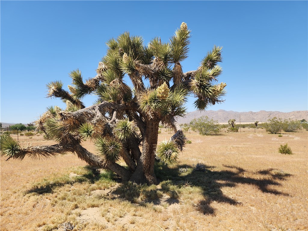 MLS #HD26065044 image #8