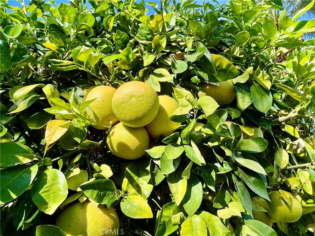 MLS #IG25266767 image #38