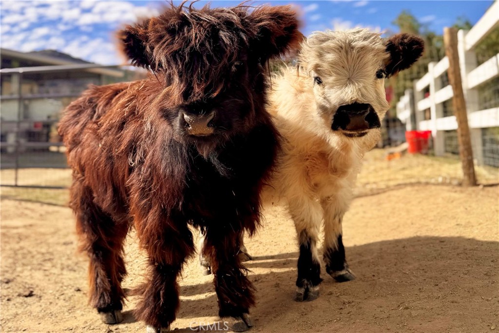 MLS #IV25182741 image #6