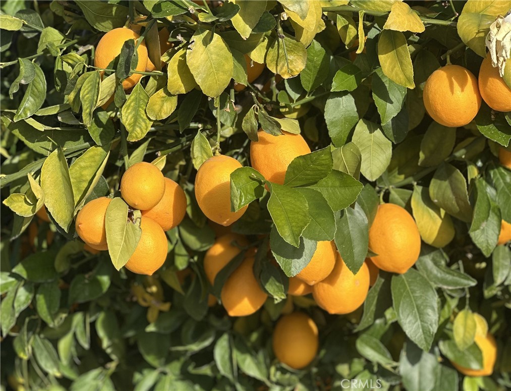 MLS #IV26012348 image #52