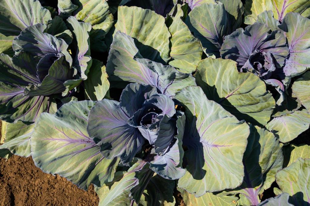 MLS #ML82012659 image #3