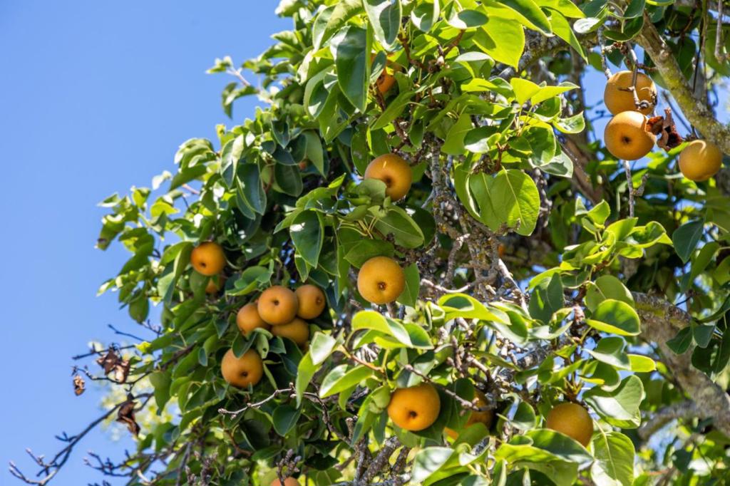 MLS #ML82017888 image #86