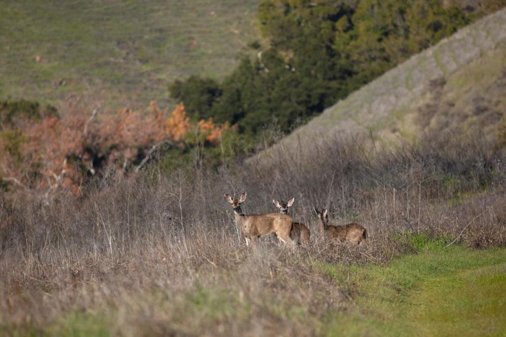 MLS #ML82030900 image #15