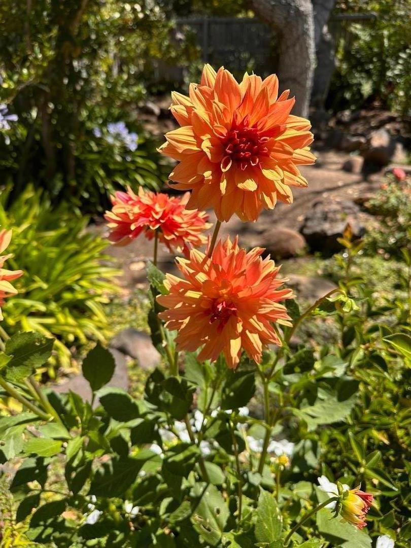 MLS #ML82037243 image #23