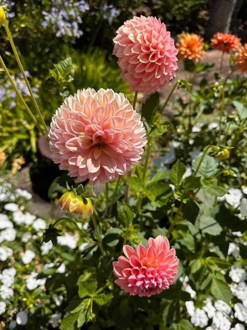 MLS #ML82037243 image #25