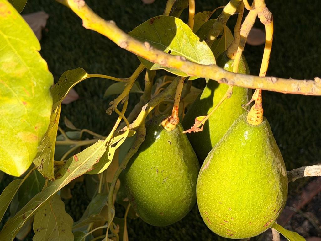 MLS #ML82041475 image #22