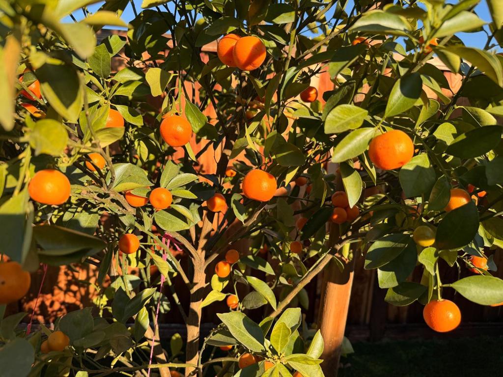 MLS #ML82041475 image #26