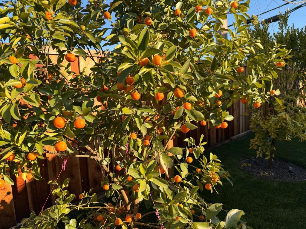 MLS #ML82041475 image #28