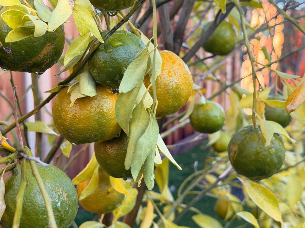 MLS #ML82041475 image #31