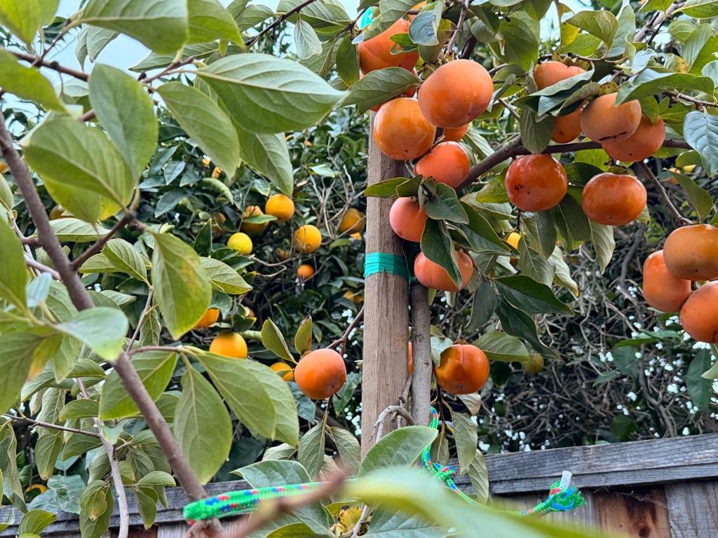 MLS #ML82041475 image #35