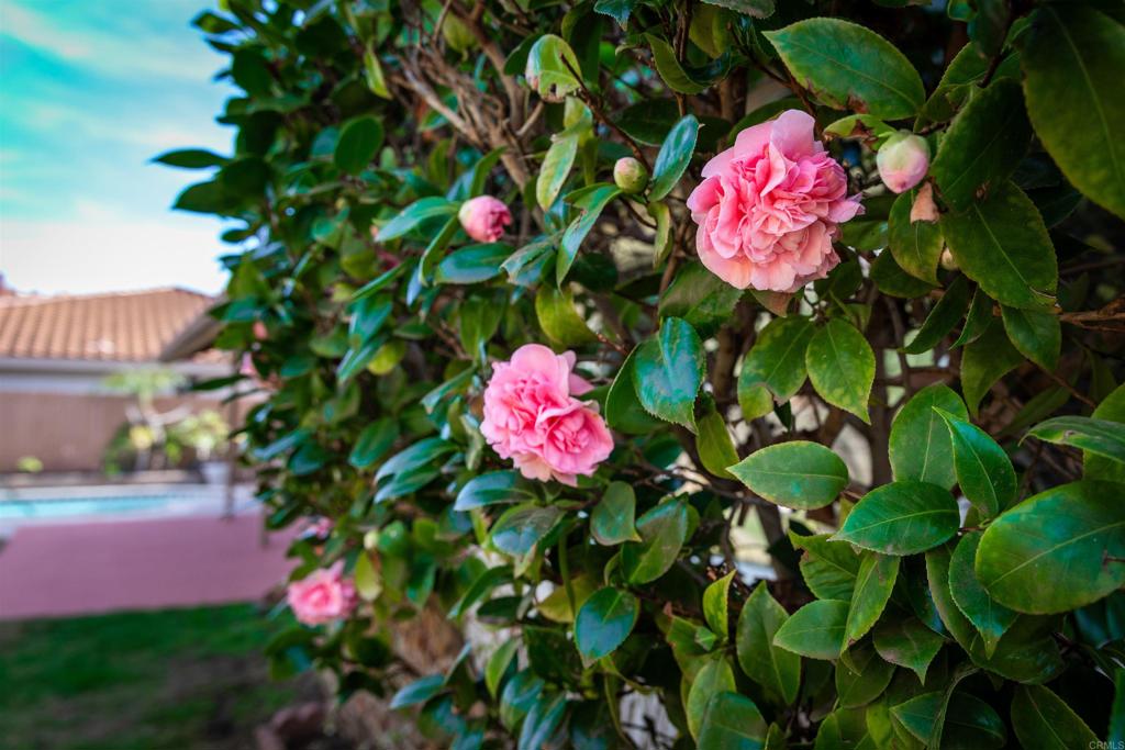 MLS #NDP2603153 image #4