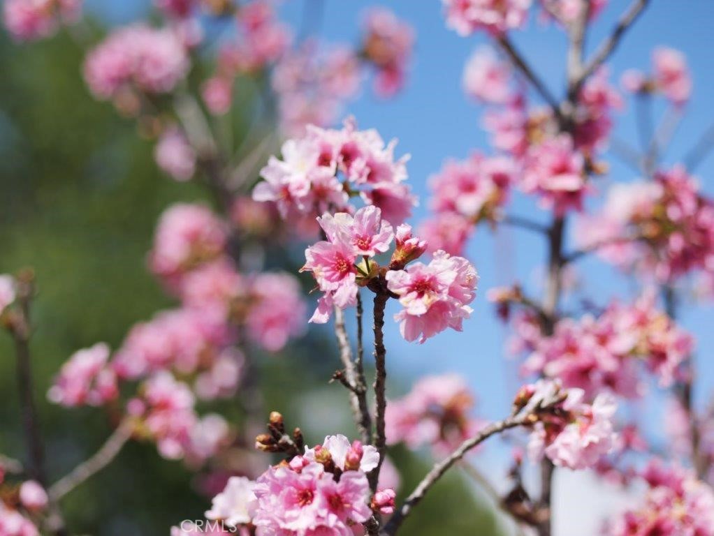 MLS #PV26054163 image #7