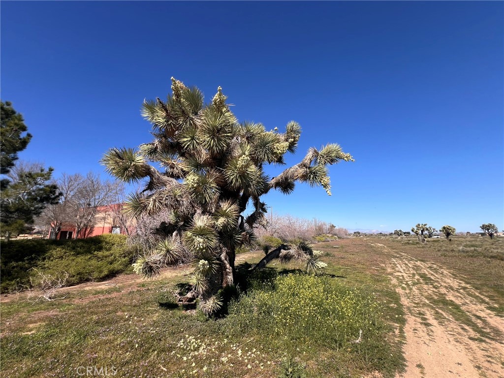 MLS #SR26055510 image #7