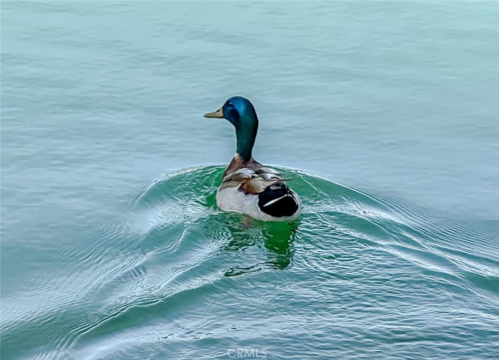 MLS #SR26055687 image #51