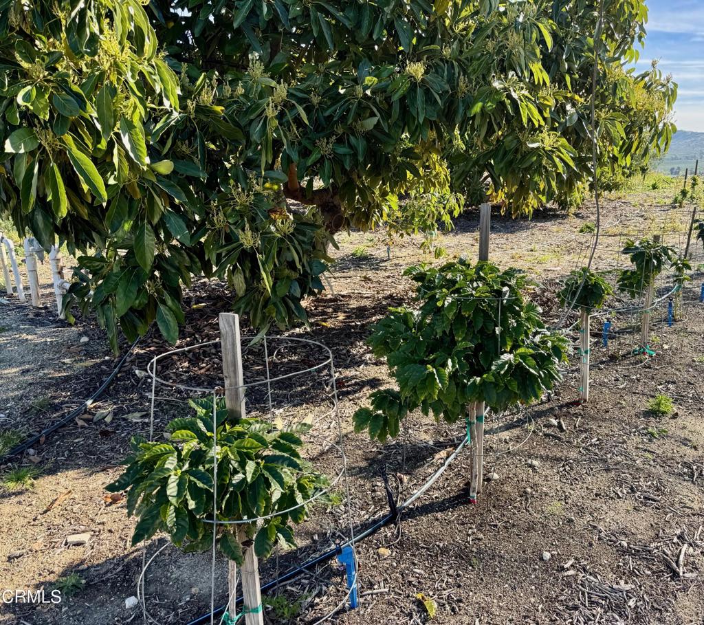 MLS #V1-35211 image #3