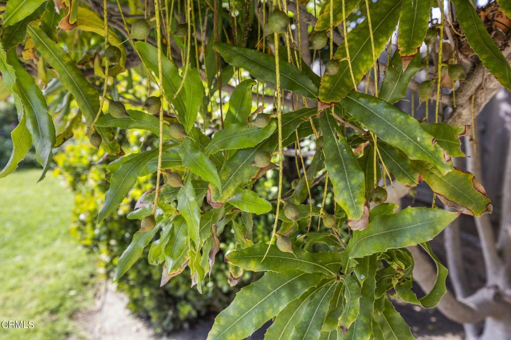 MLS #V1-35241 image #22