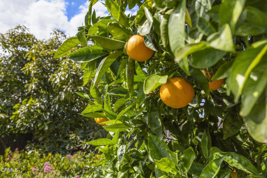 MLS #V1-35241 image #23