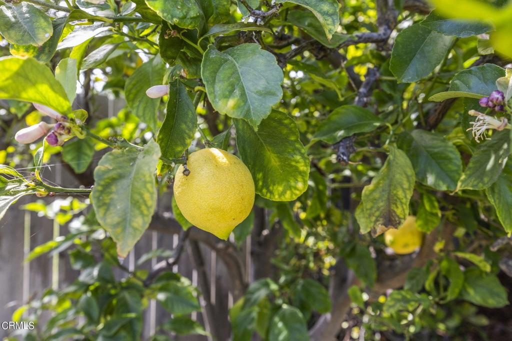 MLS #V1-35241 image #25