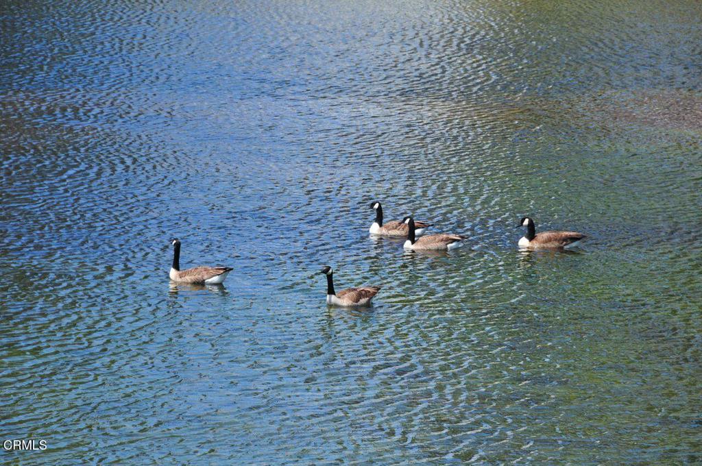 MLS #V1-35284 image #43