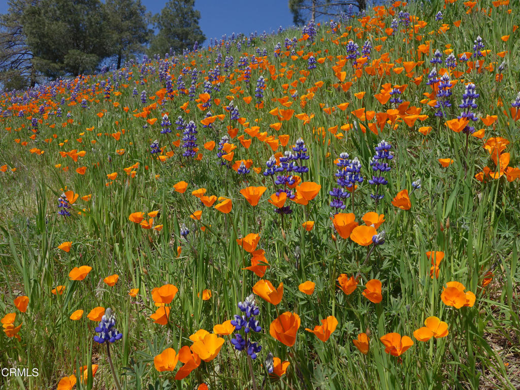 MLS #V1-35284 image #48