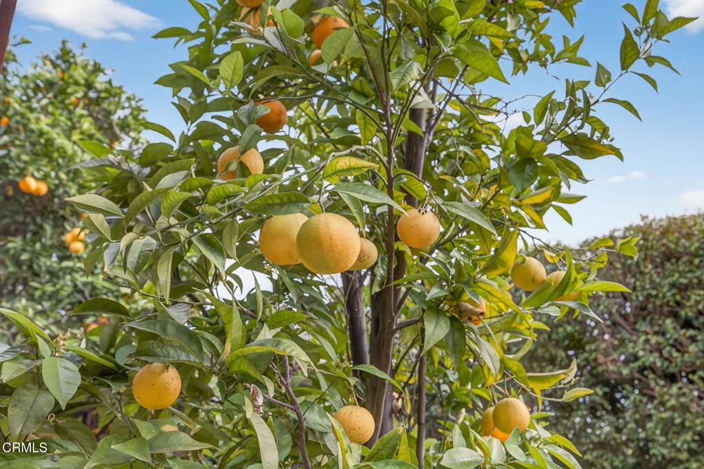 MLS #V1-35466 image #39